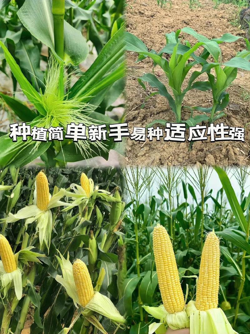 邢台中南部现在种玉米合适吗，邢台水果玉米种植面积。 邢台中南部现在种玉米合适吗，邢台水果玉米种植面积。 水果种植