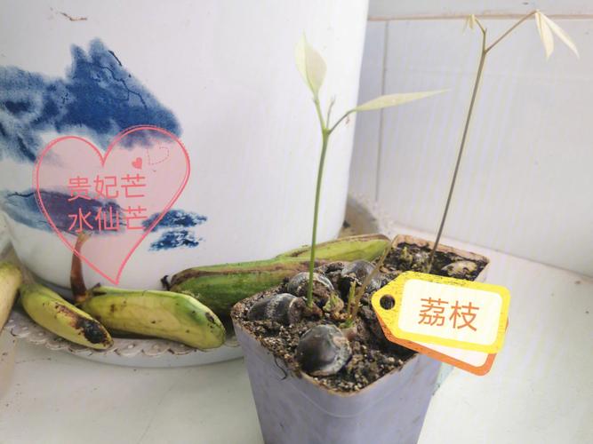 怎么在北方地区种植热带水果，热带水果种植方案怎么写。 怎么在北方地区种植热带水果，热带水果种植方案怎么写。 土壤施肥