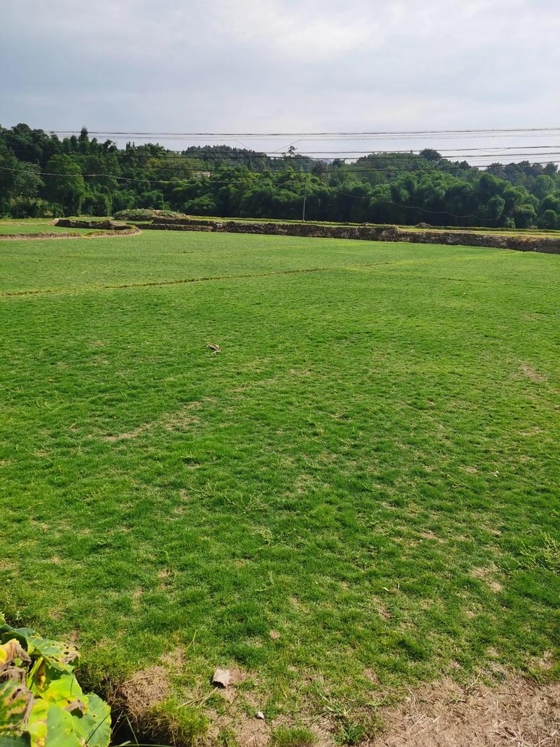 四川避暑康养最佳地是哪里，旺苍水果种植基地批发电话。 四川避暑康养最佳地是哪里，旺苍水果种植基地批发电话。 畜牧养殖