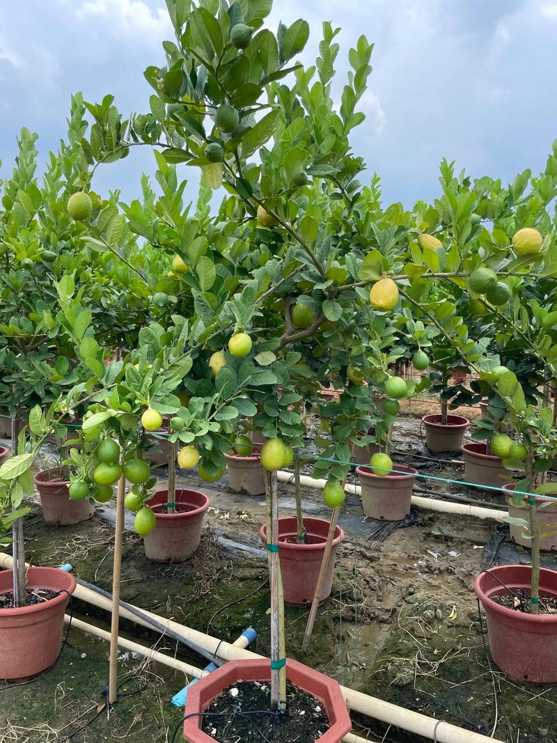 在广东能种植柠檬吗，广东水果柠檬种植基地在哪里。 在广东能种植柠檬吗，广东水果柠檬种植基地在哪里。 水果种植