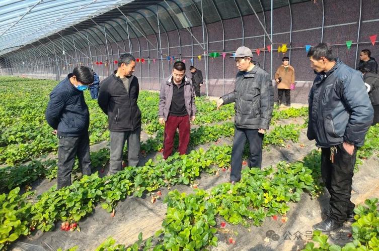 广西五月适合种什么菜，钦州水果种植技术培训。 广西五月适合种什么菜，钦州水果种植技术培训。 家禽养殖