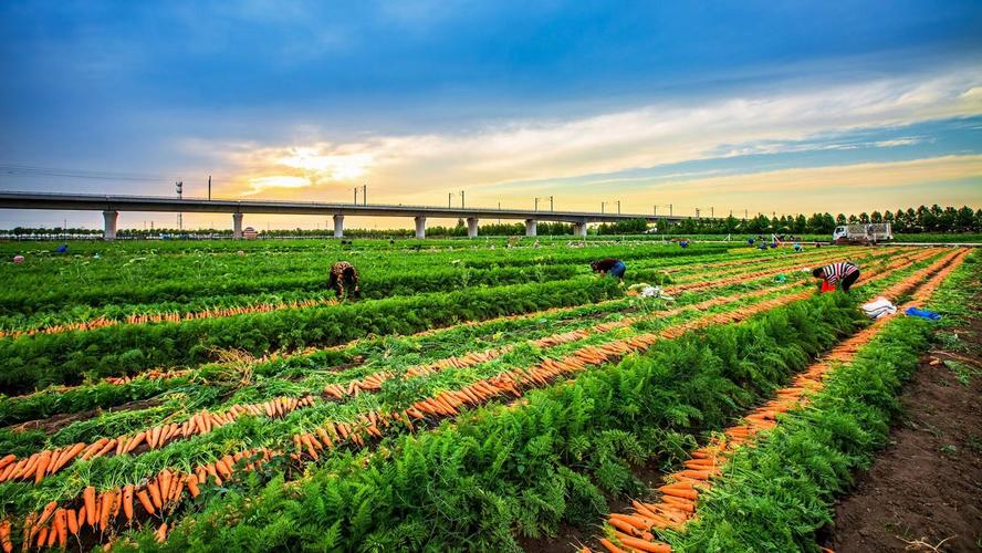 中国十大萝卜种植基地，烟台水果萝卜种植基地。 中国十大萝卜种植基地，烟台水果萝卜种植基地。 土壤施肥