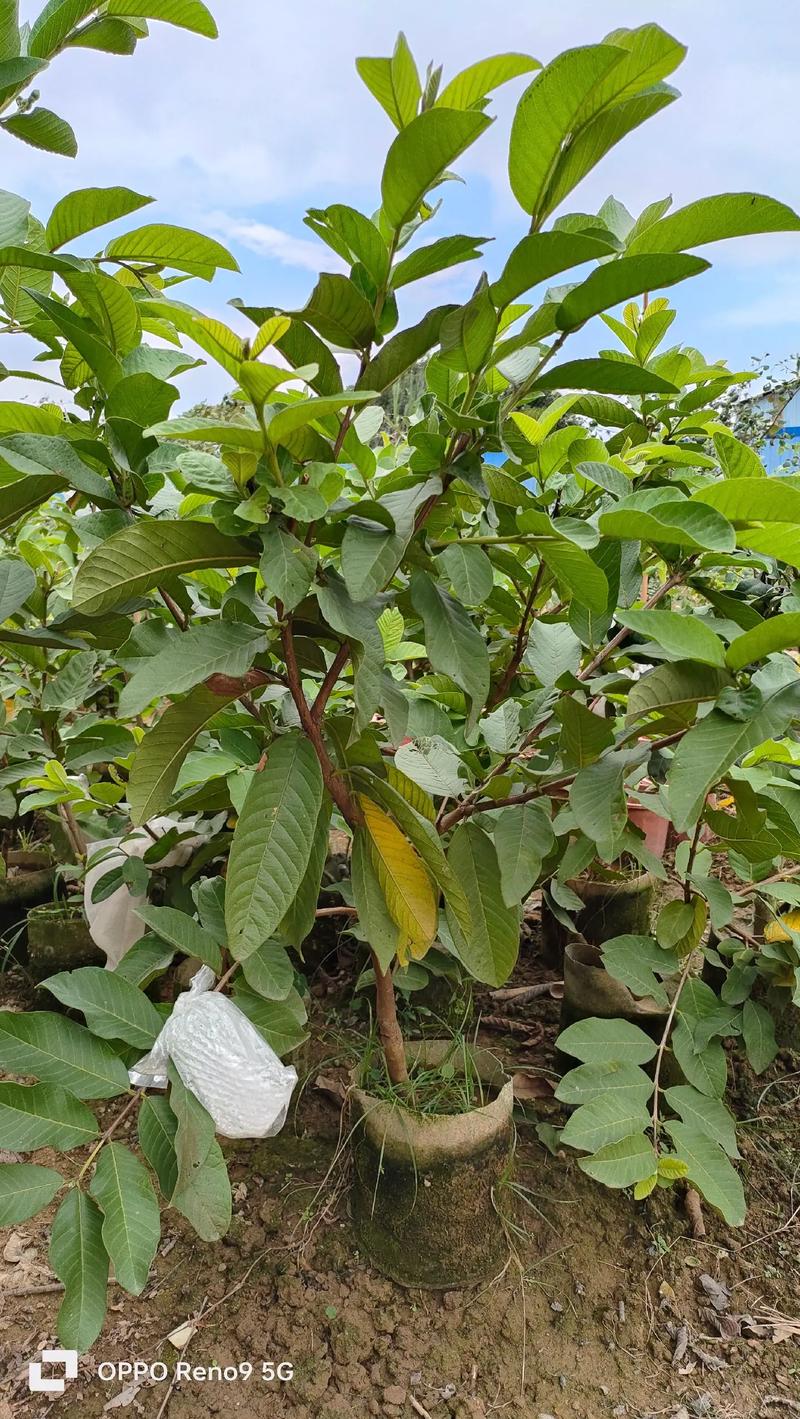 十大耐干旱耐热果树，种植各种水果树苗图片。 十大耐干旱耐热果树，种植各种水果树苗图片。 土壤施肥