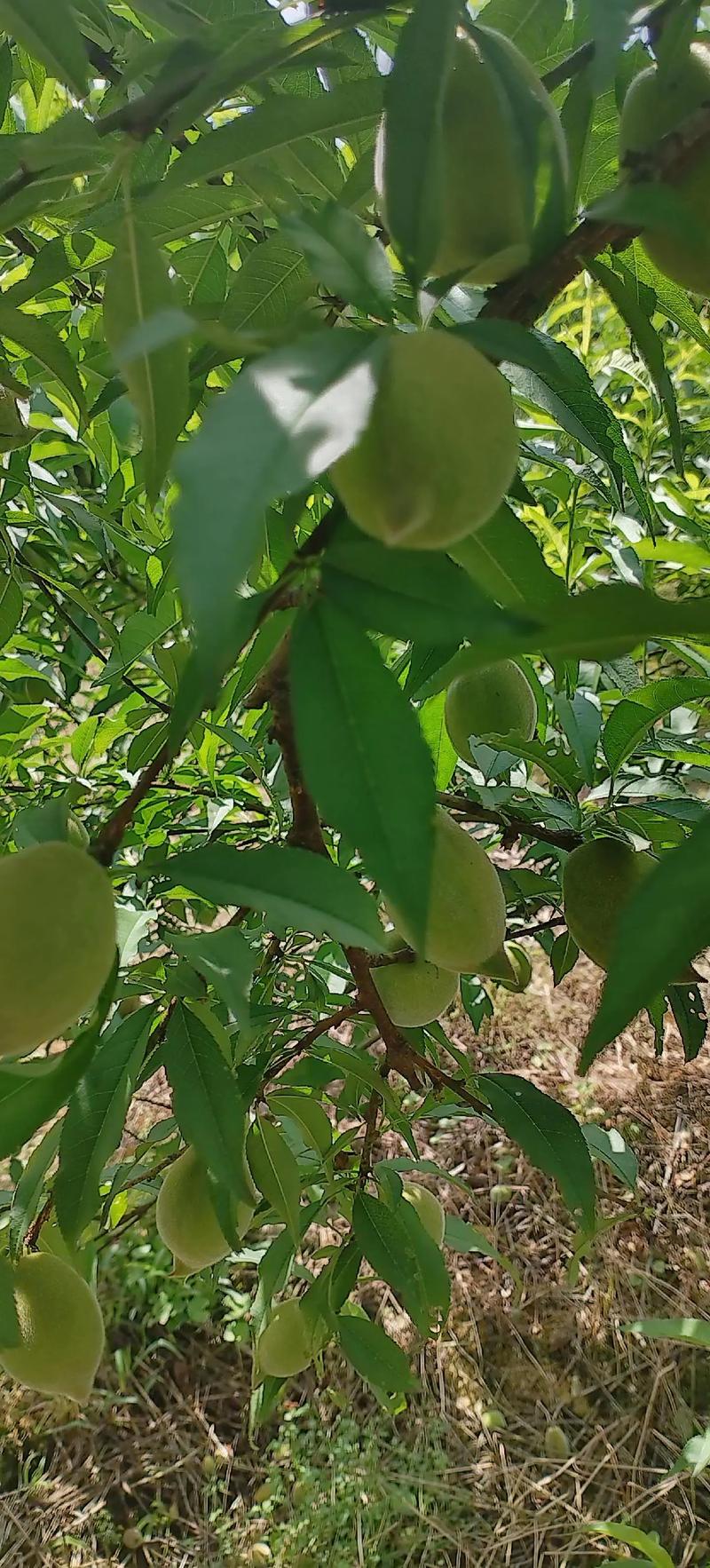 云南红河州的特产水果，蒙自明丽水果种植基地地址。 云南红河州的特产水果，蒙自明丽水果种植基地地址。 家禽养殖