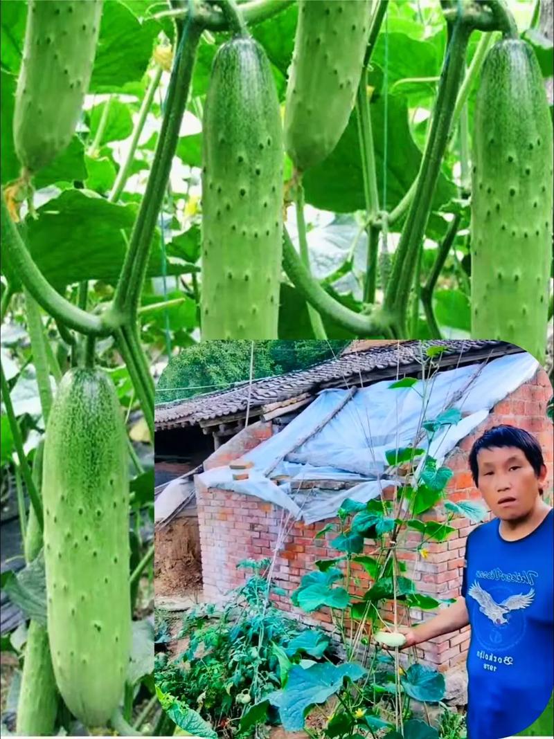 无架水果黄瓜的种植方法，种植迷你水果黄瓜视频。 无架水果黄瓜的种植方法，种植迷你水果黄瓜视频。 土壤施肥