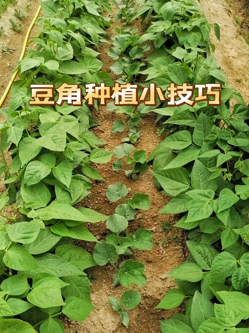 关中什么时候种豆角，水果豆角怎么种植方法。 关中什么时候种豆角，水果豆角怎么种植方法。 水果种植