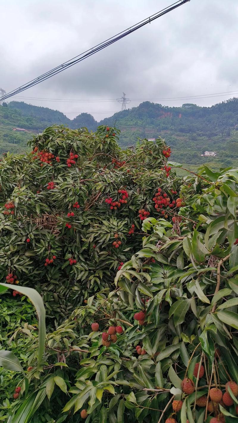 宜宾大塔荔枝成熟时间，大塔水果种植基地电话。 宜宾大塔荔枝成熟时间，大塔水果种植基地电话。 畜牧养殖