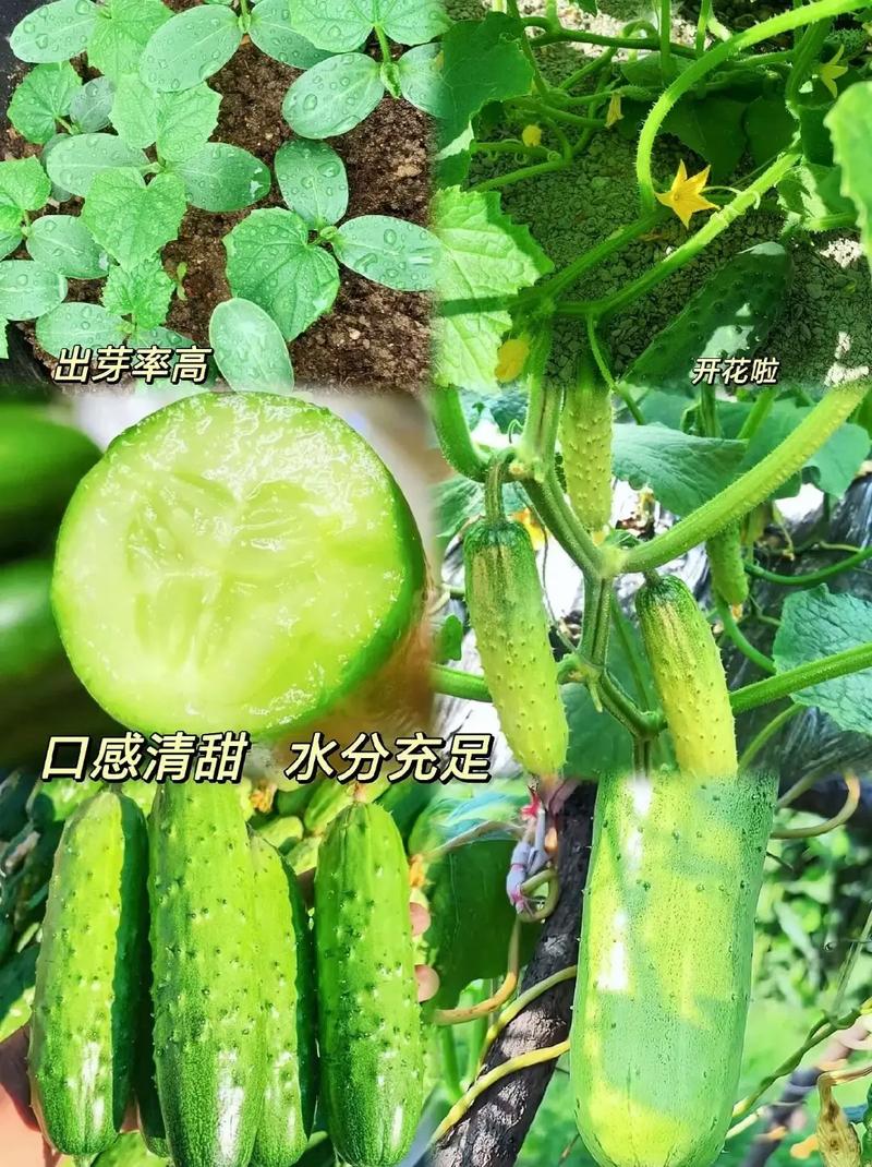 黄瓜种下后一般几天发芽、开花、结果，水果黄瓜种植多久出芽子。 黄瓜种下后一般几天发芽、开花、结果，水果黄瓜种植多久出芽子。 水果种植