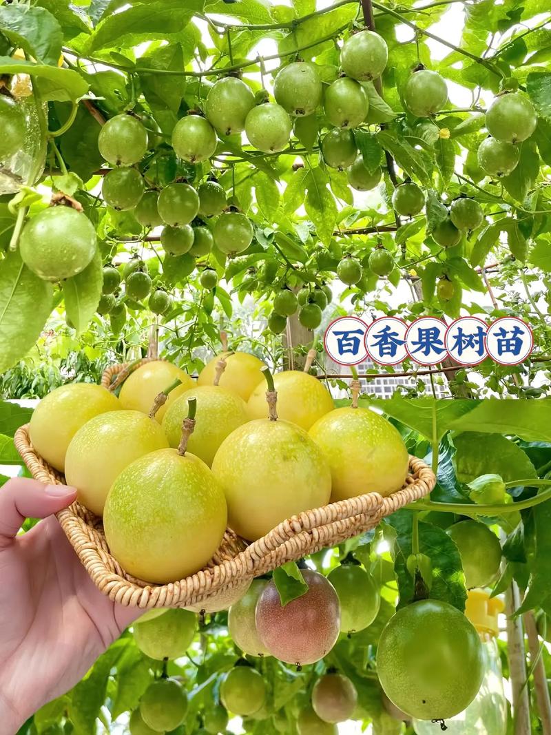 北边阳台可以种百香果吗，家里花园种植水果好吗。 北边阳台可以种百香果吗，家里花园种植水果好吗。 蔬菜种植