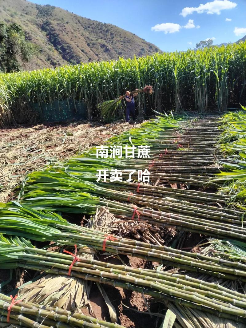 云南哪座城市特色美食最多，南涧水果甘蔗种植基地。 云南哪座城市特色美食最多，南涧水果甘蔗种植基地。 土壤施肥