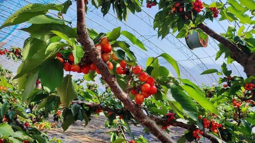 陕西省宝鸡地区适合种植什么样的经济作物，宝鸡水果樱桃种植基地在哪里。 陕西省宝鸡地区适合种植什么样的经济作物，宝鸡水果樱桃种植基地在哪里。 蔬菜种植