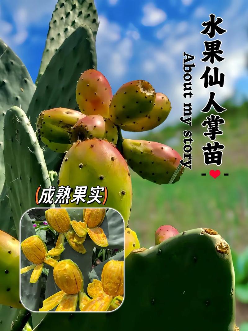 室内可以种植哪些水果，可以室内种植水果吗。 室内可以种植哪些水果，可以室内种植水果吗。 水果种植