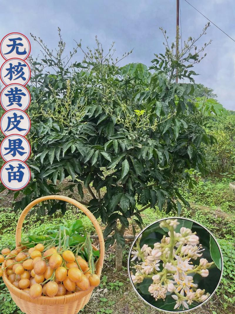 目前种植什么果树好，可种植的水果苗有哪些。 目前种植什么果树好，可种植的水果苗有哪些。 土壤施肥