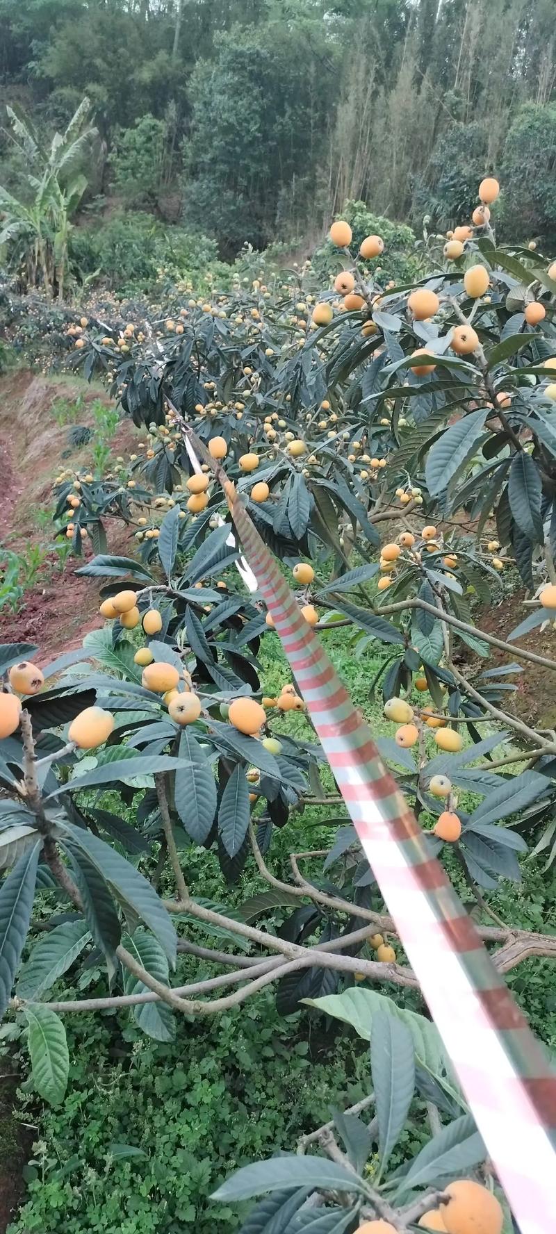 春夏季节适合种什么水果，种植水果专业大户面积。 春夏季节适合种什么水果，种植水果专业大户面积。 水果种植