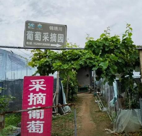 济南采摘园推荐8月，莱芜种植出优质水果的地方。 济南采摘园推荐8月，莱芜种植出优质水果的地方。 畜牧养殖