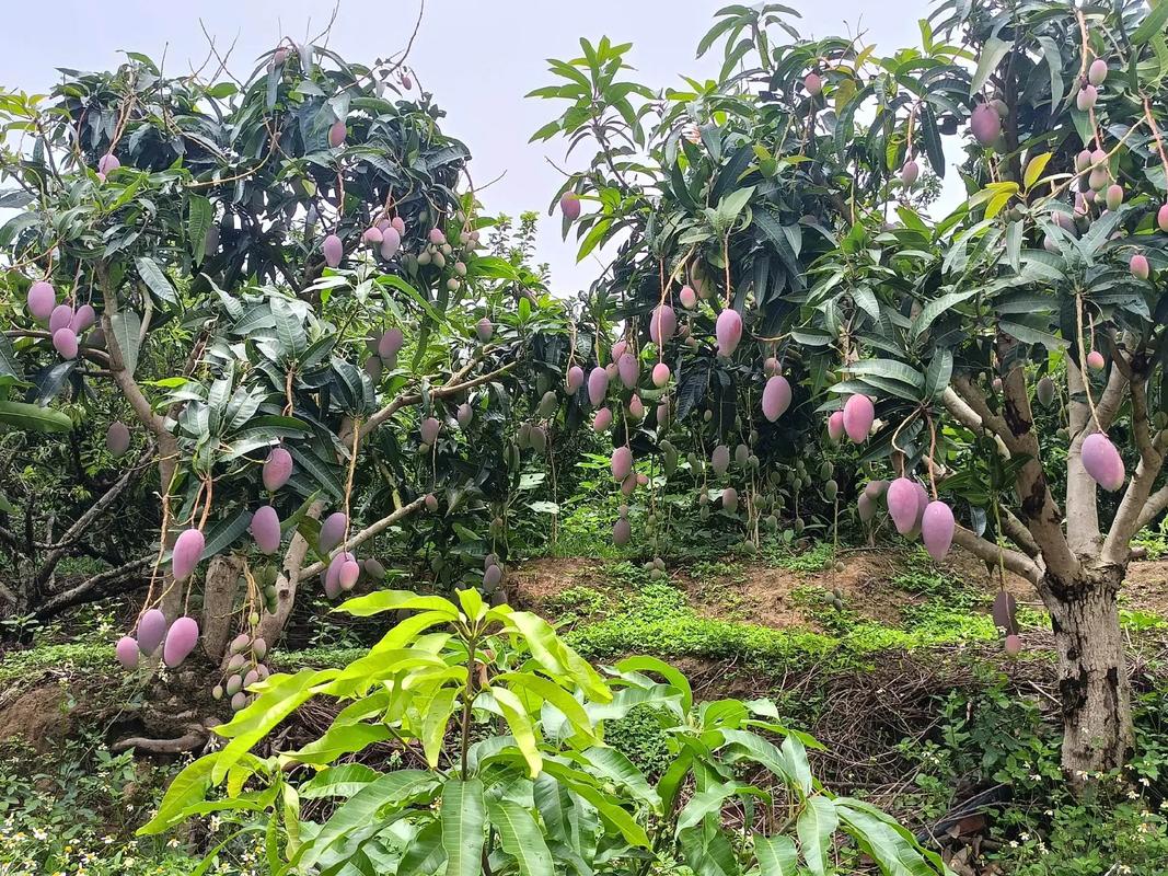 贵州的哪些地方可以摘芒果，罗甸种植有哪些水果品种。 贵州的哪些地方可以摘芒果，罗甸种植有哪些水果品种。 水果种植