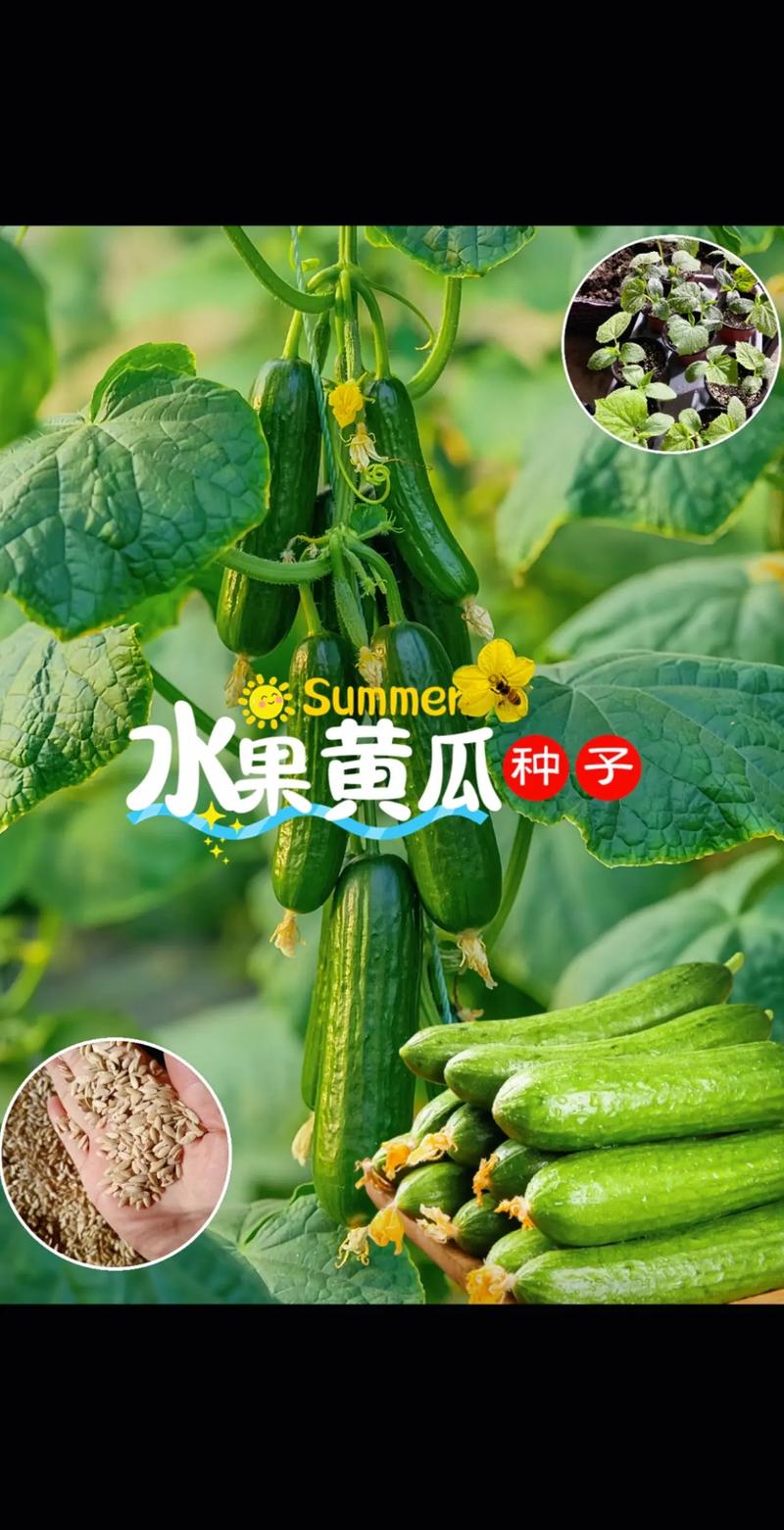 7一8月能种水果黄瓜吗，水果黄瓜多大最好种植呢。 7一8月能种水果黄瓜吗，水果黄瓜多大最好种植呢。 家禽养殖