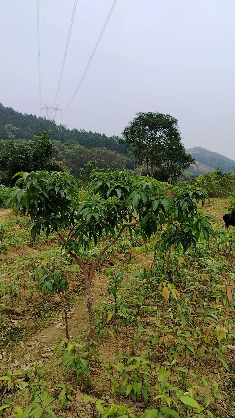 什么名贵水果适合广东山区种植并且比较有前景，两广水果种植面积多大。 什么名贵水果适合广东山区种植并且比较有前景，两广水果种植面积多大。 蔬菜种植