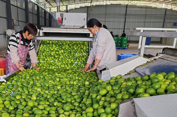 在广东粤西地区，种植什么水果农作物才比较合适？气候、水土、环境怎么样，广东农田种植什么水果最好。 在广东粤西地区，种植什么水果农作物才比较合适？气候、水土、环境怎么样，广东农田种植什么水果最好。 蔬菜种植