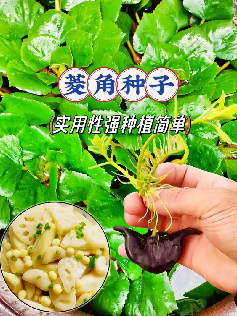 什么蔬菜和水果生长在池塘里。，鱼塘水果种植技术要点有哪些。 什么蔬菜和水果生长在池塘里。，鱼塘水果种植技术要点有哪些。 蔬菜种植