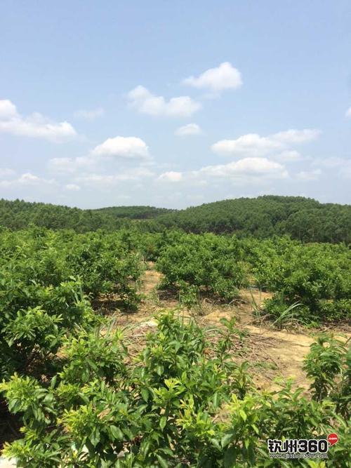 钦州三华李历史哪个年代种植，钦州水果种植基地在哪里。 钦州三华李历史哪个年代种植，钦州水果种植基地在哪里。 土壤施肥