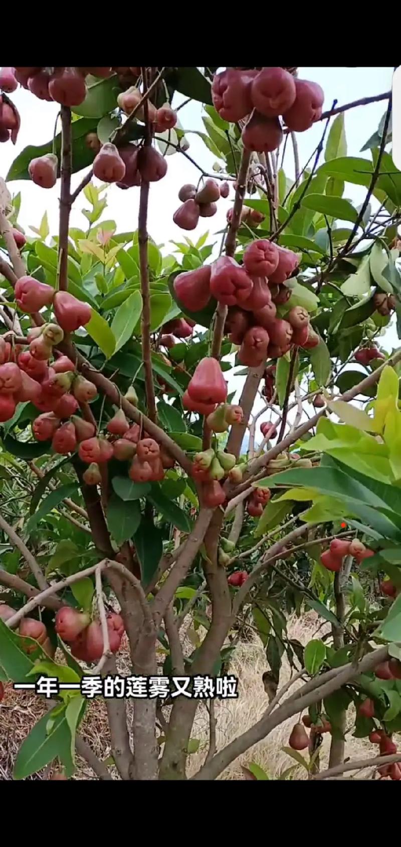 莲雾水果可以在湖南省道县能种植吗，道县本地水果种植基地在哪里。 莲雾水果可以在湖南省道县能种植吗，道县本地水果种植基地在哪里。 畜牧养殖