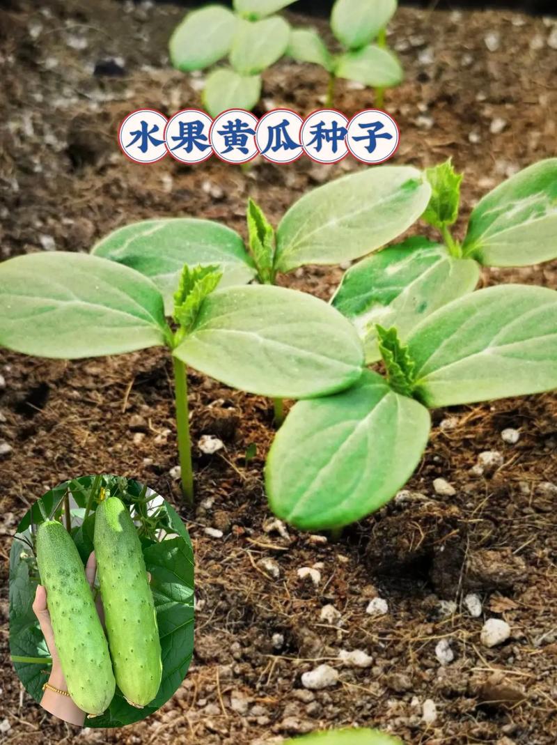 水果黄瓜种子种植前需要什么，水果黄瓜种植土质要求。 水果黄瓜种子种植前需要什么，水果黄瓜种植土质要求。 家禽养殖