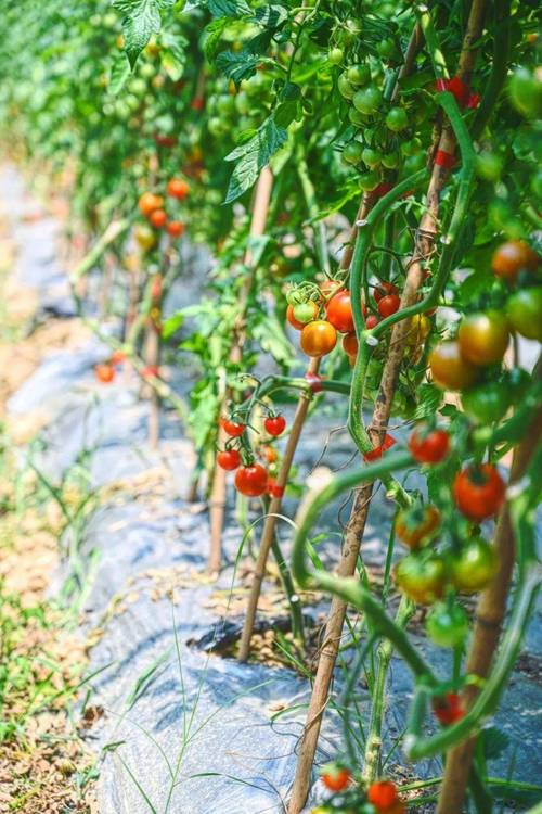 咸宁多彩农谷园介绍，农谷水果种植视频大全。 咸宁多彩农谷园介绍，农谷水果种植视频大全。 畜牧养殖