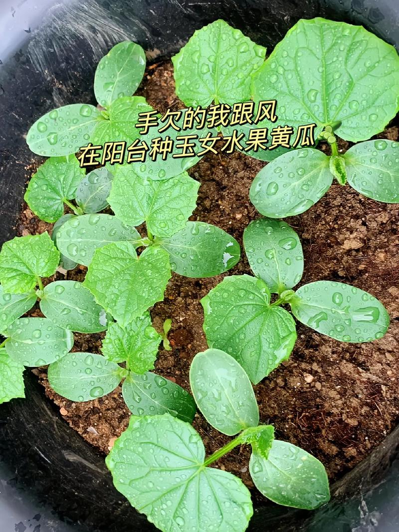 家庭阳台种植黄瓜，东面阳台种植水果黄瓜好吗。 家庭阳台种植黄瓜，东面阳台种植水果黄瓜好吗。 畜牧养殖