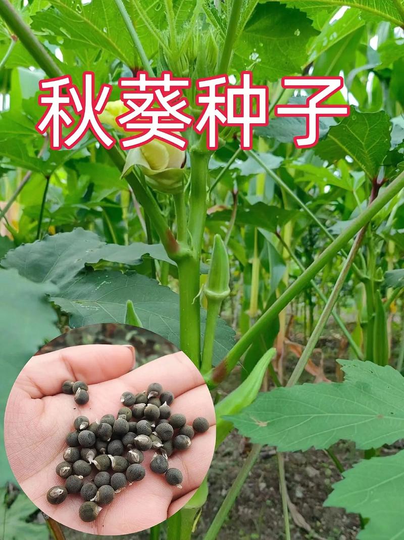 菜园子种植秋葵，什么时候种植好？应该如何管理，热带水果种类大全。 菜园子种植秋葵，什么时候种植好？应该如何管理，热带水果种类大全。 土壤施肥