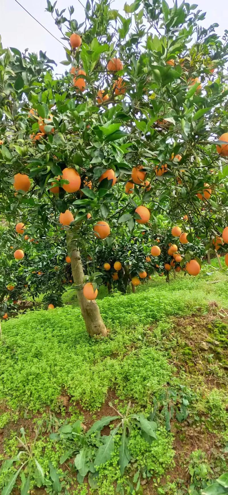 园农的意思，耕地种植水果的利与弊有哪些。 园农的意思，耕地种植水果的利与弊有哪些。 蔬菜种植