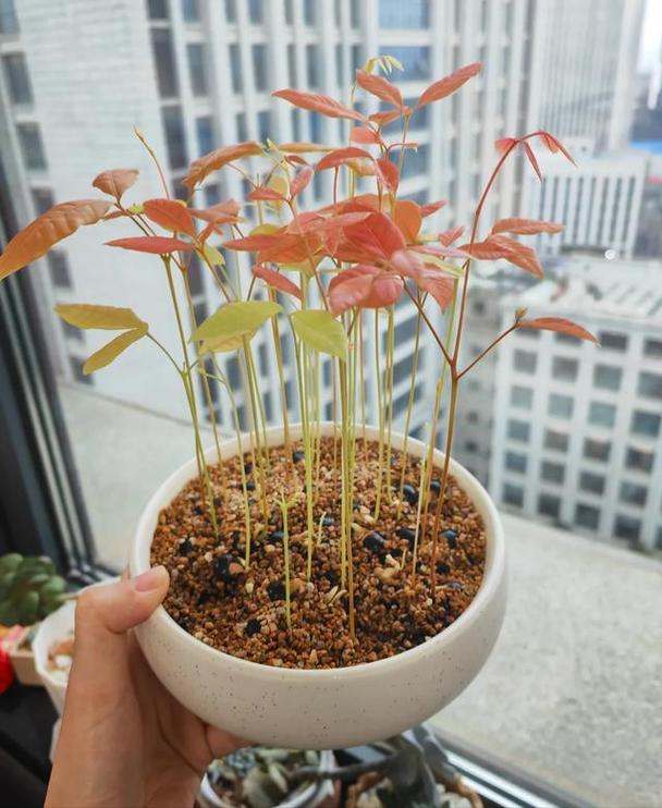 水果核盆栽种植方法，水果种植的工具有哪些。 水果核盆栽种植方法，水果种植的工具有哪些。 蔬菜种植