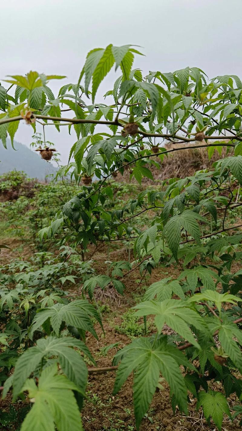 北方贫瘠的山地一般适合栽种什么样的果树和药材？栽种时需要注意哪些问题，北方种植水果吗好吗视频。 北方贫瘠的山地一般适合栽种什么样的果树和药材？栽种时需要注意哪些问题，北方种植水果吗好吗视频。 土壤施肥