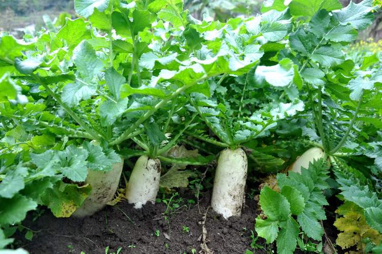 中国十大萝卜种植基地，杭州水果萝卜种植基地在哪里。 中国十大萝卜种植基地，杭州水果萝卜种植基地在哪里。 土壤施肥