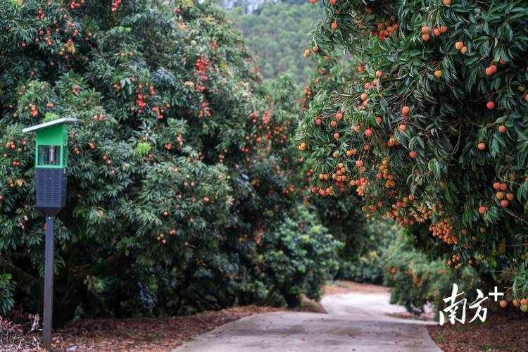 广东合适种什么果树，广东什么水果种植最好吃。 广东合适种什么果树，广东什么水果种植最好吃。 家禽养殖