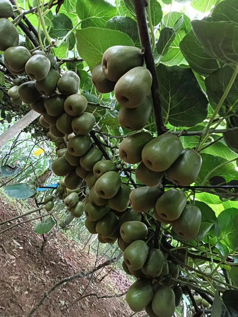 贵州遵义适合种什么水果?谢谢，遵义种植什么水果合适呢。 贵州遵义适合种什么水果?谢谢，遵义种植什么水果合适呢。 蔬菜种植