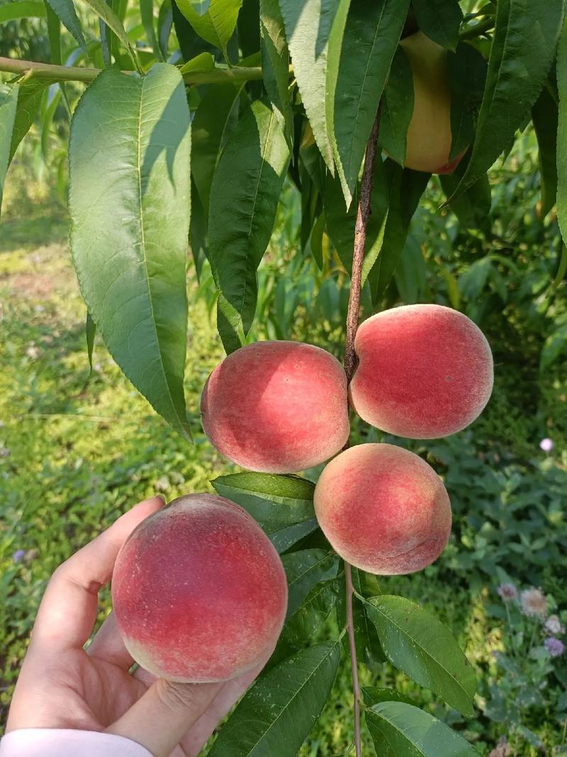 无锡有几个水果批发市场，运河水果种植基地在哪里。 无锡有几个水果批发市场，运河水果种植基地在哪里。 土壤施肥