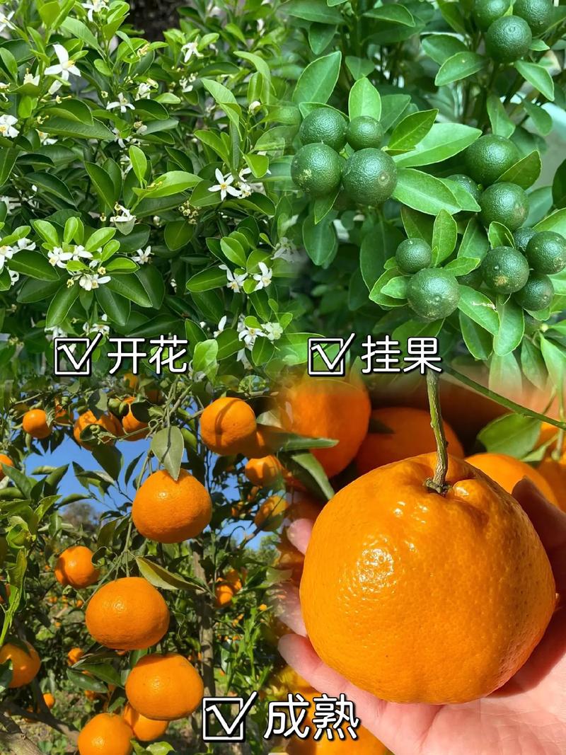 今年大火的南方水果“粑粑柑”在北方能种吗？应该怎么种植，农村柑橘水果种植技术视频。 今年大火的南方水果“粑粑柑”在北方能种吗？应该怎么种植，农村柑橘水果种植技术视频。 畜牧养殖