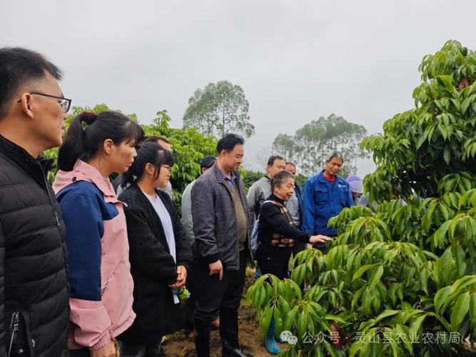 番禺水果种植面积，番禺水果种植技术培训。 番禺水果种植面积，番禺水果种植技术培训。 土壤施肥