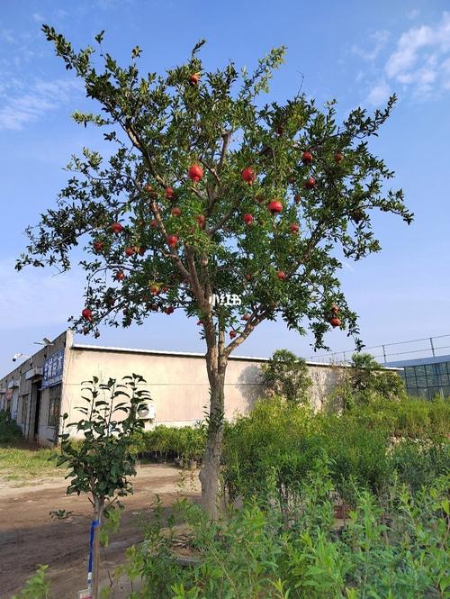 伊犁地区种什么果树最赚钱，新疆水果种植收入排名榜。 伊犁地区种什么果树最赚钱，新疆水果种植收入排名榜。 畜牧养殖