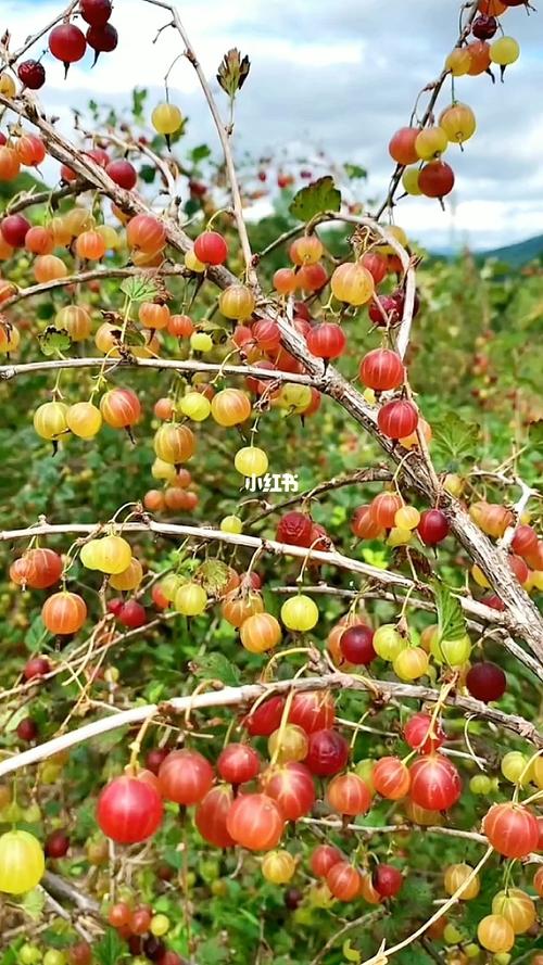 黑龙江春夏秋冬各产什么水果，宁安种植出优质水果的地方。 黑龙江春夏秋冬各产什么水果，宁安种植出优质水果的地方。 蔬菜种植