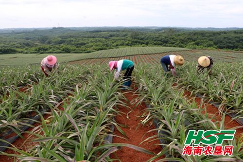 在农村10亩地做小而精的水果种植，前景如何，50亩水果种植规划方案。 在农村10亩地做小而精的水果种植，前景如何，50亩水果种植规划方案。 畜牧养殖