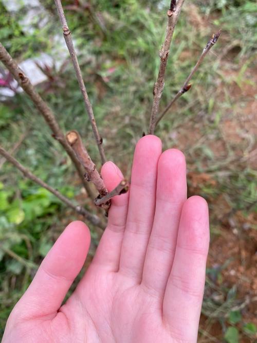 现在跟风种植比较严重，往往导致产能过剩，如何防止或解决水果跟风种植问题，种植水果的实践报告怎么写。 现在跟风种植比较严重，往往导致产能过剩，如何防止或解决水果跟风种植问题，种植水果的实践报告怎么写。 土壤施肥