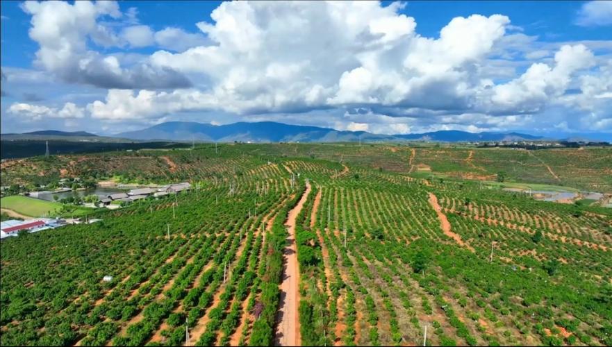 楚雄的原产地水果，永仁种植水果基地。 楚雄的原产地水果，永仁种植水果基地。 蔬菜种植