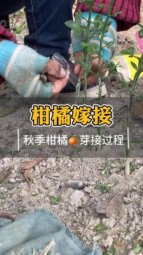 柑橘嫁接苗繁育有哪些方法，水果桔子种植方法视频教程。 柑橘嫁接苗繁育有哪些方法，水果桔子种植方法视频教程。 家禽养殖