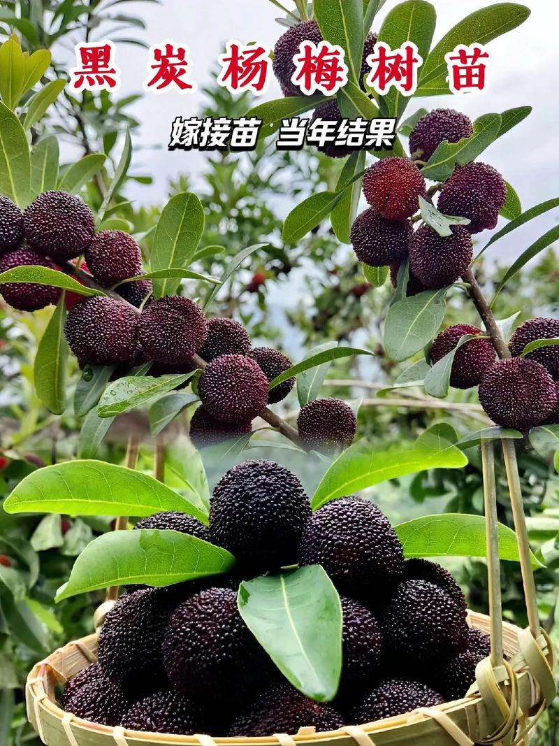 麻江杨梅的介绍，广东水果杨梅种植基地在哪里。 麻江杨梅的介绍，广东水果杨梅种植基地在哪里。 畜牧养殖