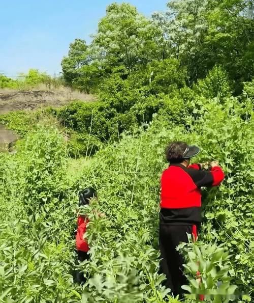 在家搞农业种植3-4年才有收入，可以陪孩子。还是出去工作让老人带孩子，老奶奶种植水果图片。 在家搞农业种植3-4年才有收入，可以陪孩子。还是出去工作让老人带孩子，老奶奶种植水果图片。 家禽养殖