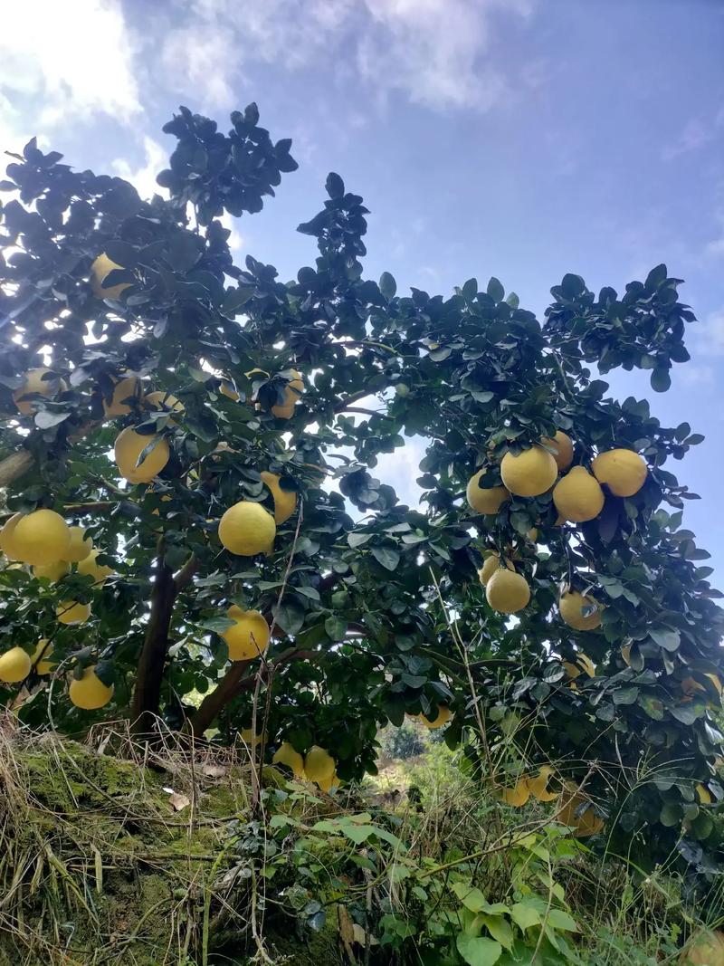 沙田柚壮果期什么时候，梅州果园种植什么水果最好。 沙田柚壮果期什么时候，梅州果园种植什么水果最好。 家禽养殖