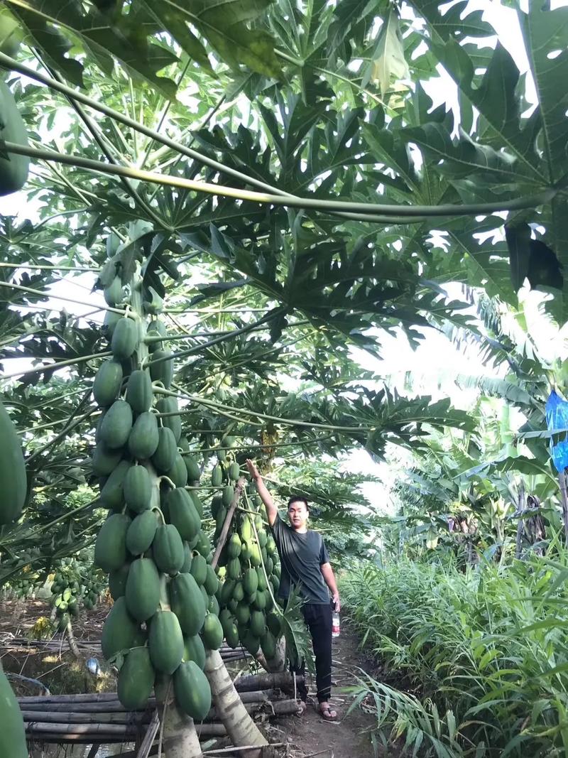 台湾水果木瓜的种植方法，台湾高端水果种植基地。 台湾水果木瓜的种植方法，台湾高端水果种植基地。 畜牧养殖