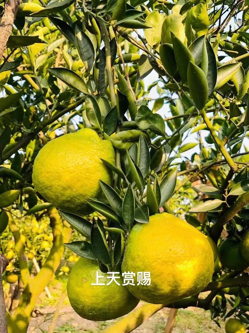 形容温州物产丰富，永嘉种植什么水果好吃。 形容温州物产丰富，永嘉种植什么水果好吃。 土壤施肥